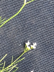 Spermolepis divaricata