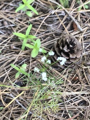 Spermolepis divaricata