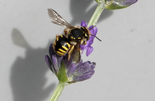 European Woolcarder Bee