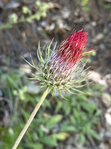 iNaturalist observation photo of Cobwebby Thistle