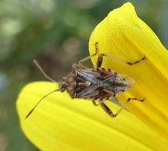 Stictopleurus scutellaris