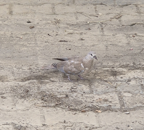 Eurasian Collared-Dove