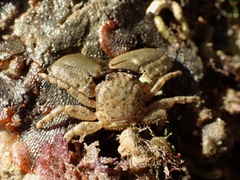 Petrolisthes cabrilloi