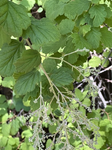 iNaturalist observation photo of Ocean spray