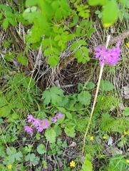 Primula cortusoides