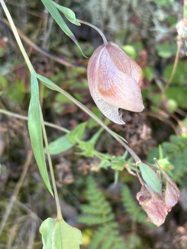 iNaturalist observation photo of White Globe Lily