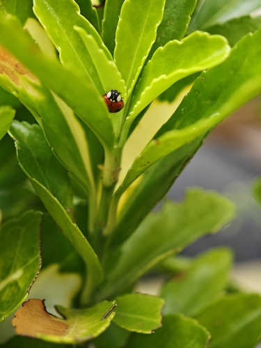 Two-spotted Lady Beetle