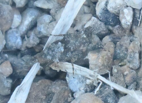 Aztec Pygmy Grasshopper
