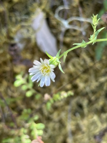 iNaturalist observation photo of California chicory