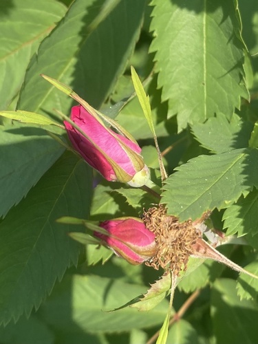 Rosa glabrifolia, photograph 4