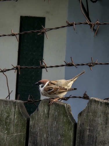 Eurasian Tree Sparrow