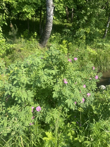 Rosa glabrifolia, photograph 3
