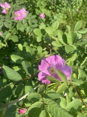 Rosa glabrifolia, photograph (c) Илья Руденко, some rights reserved (CC BY)