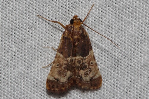 Pyralosis polycyclophora