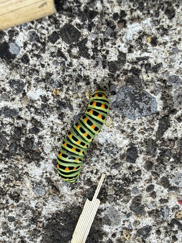 Old World Swallowtail