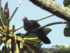 Patagioenas plumbea