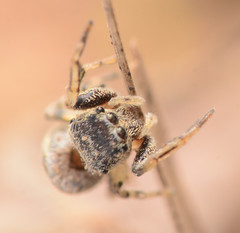 Zygoballus rufipes