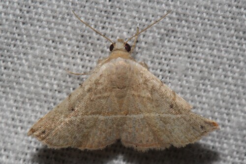 Mango Eublemma