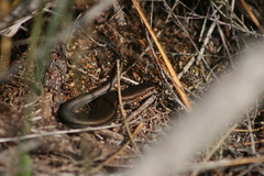 South-Western Cool-Skink photo 4