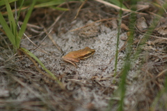 Litoria adelaidensis
