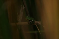 Litoria adelaidensis
