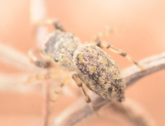 Zygoballus rufipes