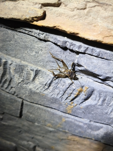 Japanese Burrowing Cricket