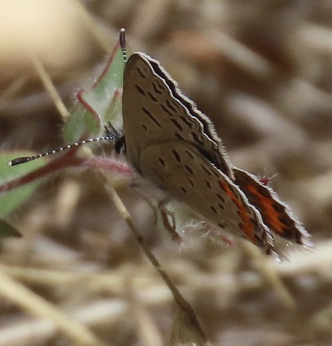 iNaturalist observation photo of Acmon Blue