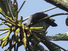 Patagioenas plumbea