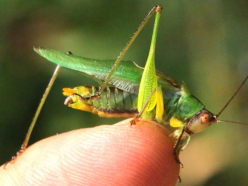 Black-legged Meadow Katydid photo 3