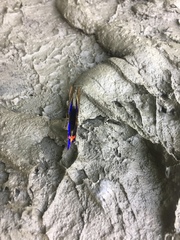 Riodinini