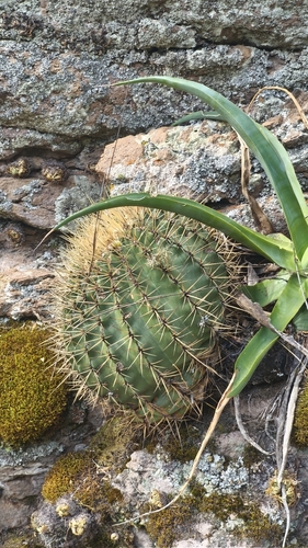 Bisnaga histrix