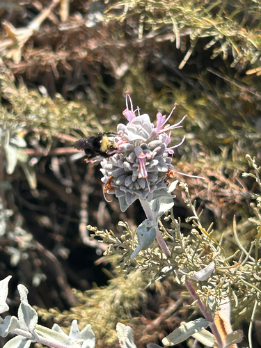 iNaturalist observation photo of Yellow-faced Bumble Bee