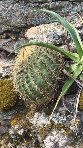 Bisnaga histrix