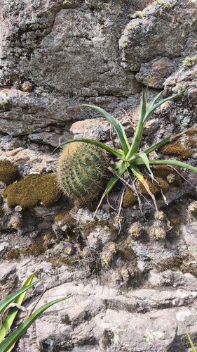 Bisnaga histrix