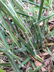 Dichanthelium consanguineum