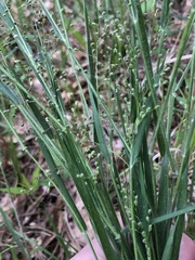 Dichanthelium consanguineum