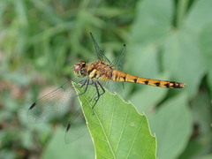 Sympetrum darwinianum
