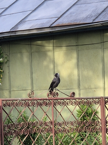 Eurasian Jackdaw