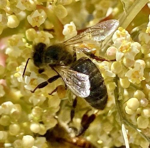iNaturalist observation photo of Western Honey Bee