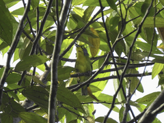 Vireolanius leucotis