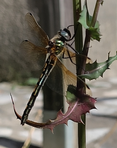 Orange-spotted Emerald