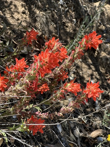 iNaturalist observation photo of Camp Martin paintbrush