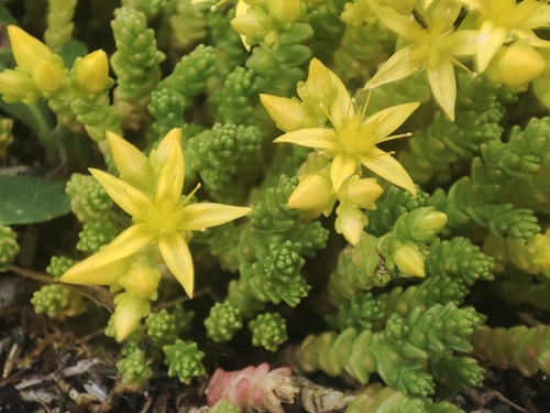 Biting Stonecrop