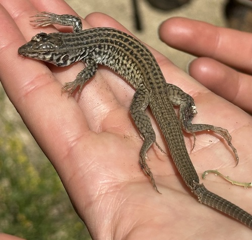 iNaturalist observation photo of Western Whiptail