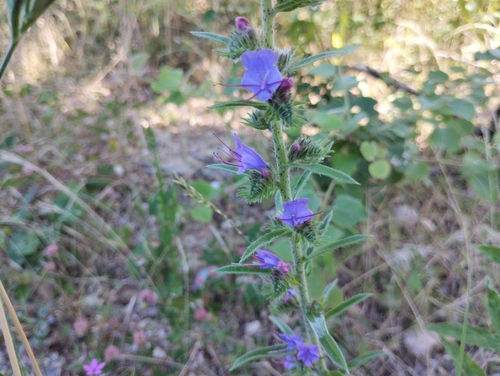 viper's-bugloss
