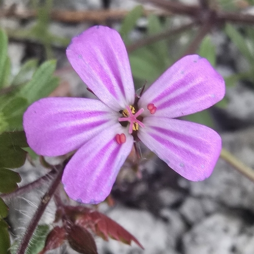 Herb Robert