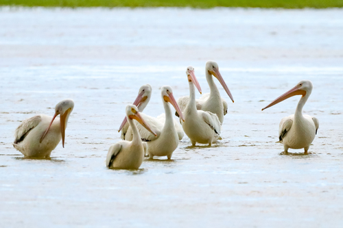 American White Pelican photographed in Nebraska