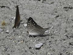 Marpesia merops