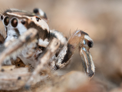 Habronattus formosus